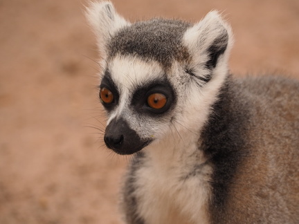 Lemur