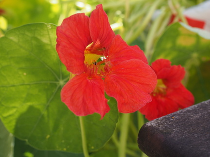 Nasturtium